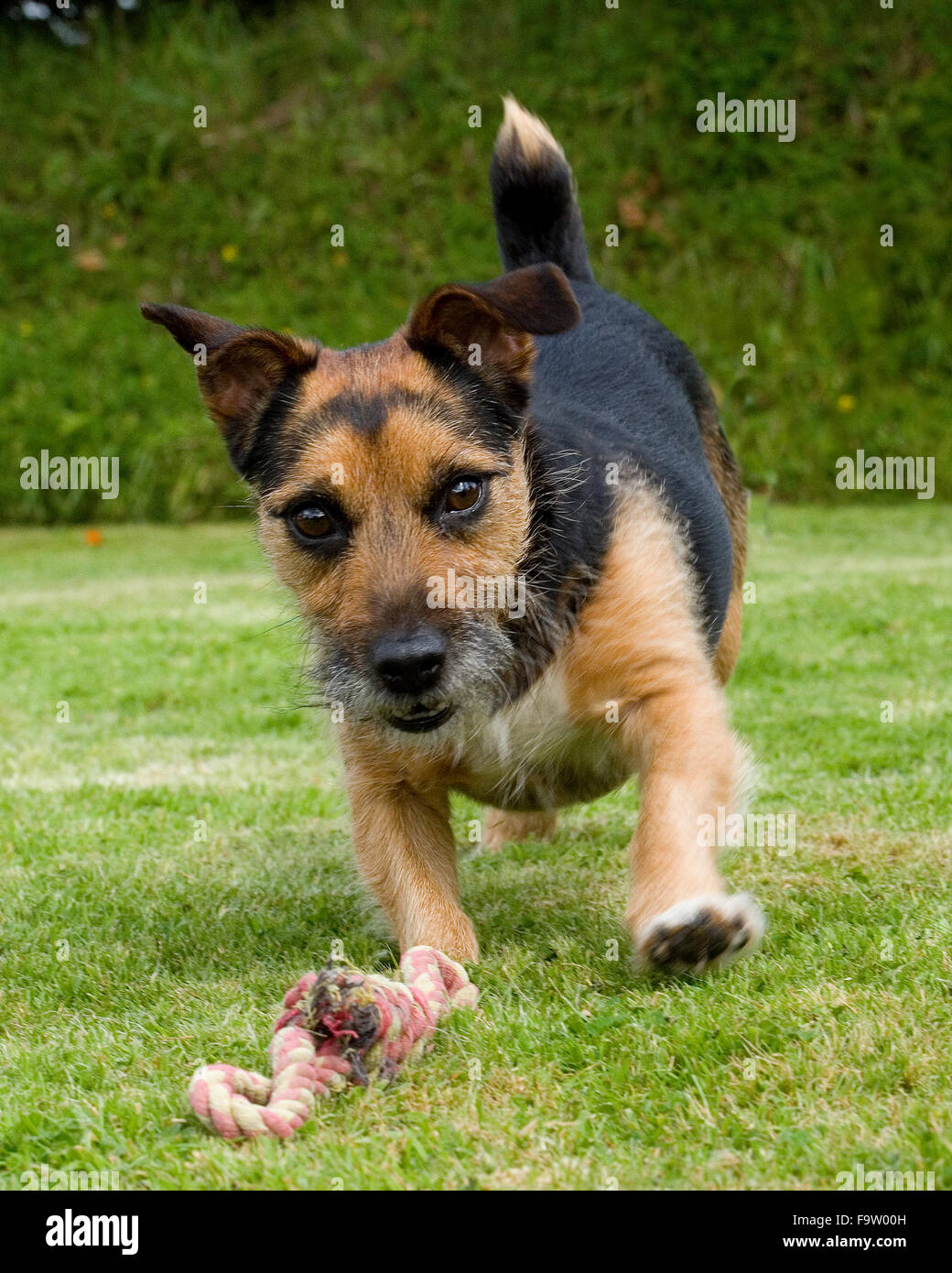 Terrier jagt eine Spielzeug Stockfoto