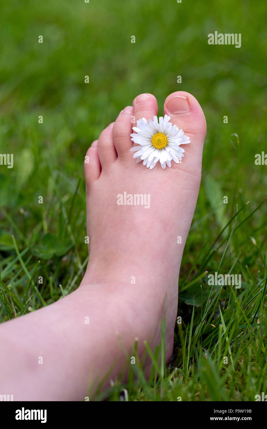 Gemeinsamen Daisy / Rasen Gänseblümchen (Bellis Perennis) Blume zwischen den Zehen der Kinderfuß Stockfoto