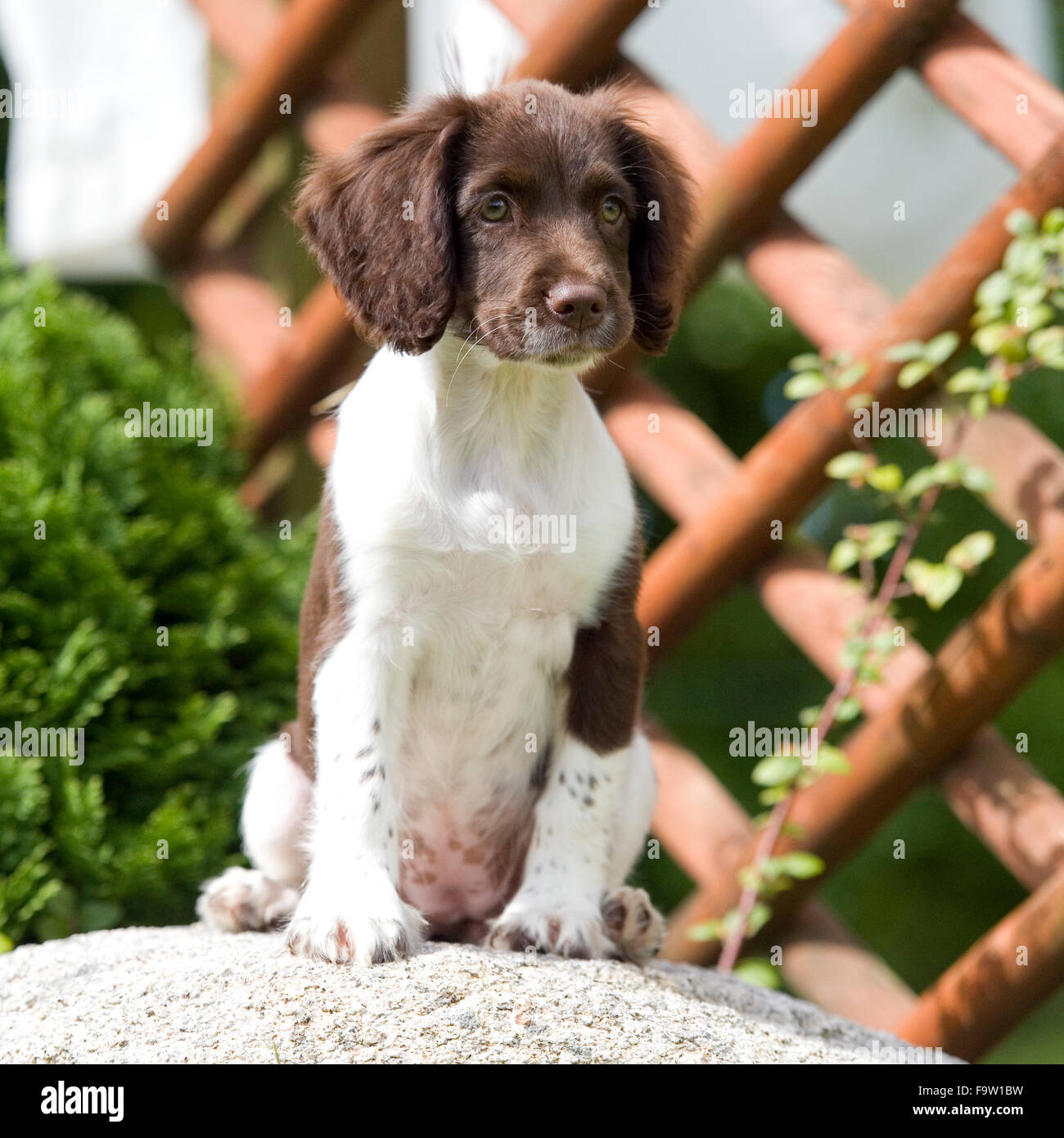 English Springer Spaniel Welpen Stockfoto