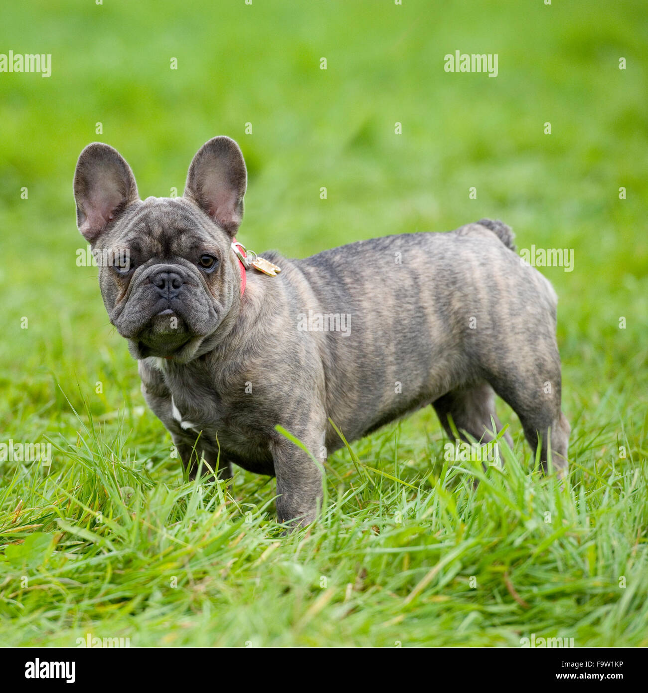 französische Bulldogge Stockfoto