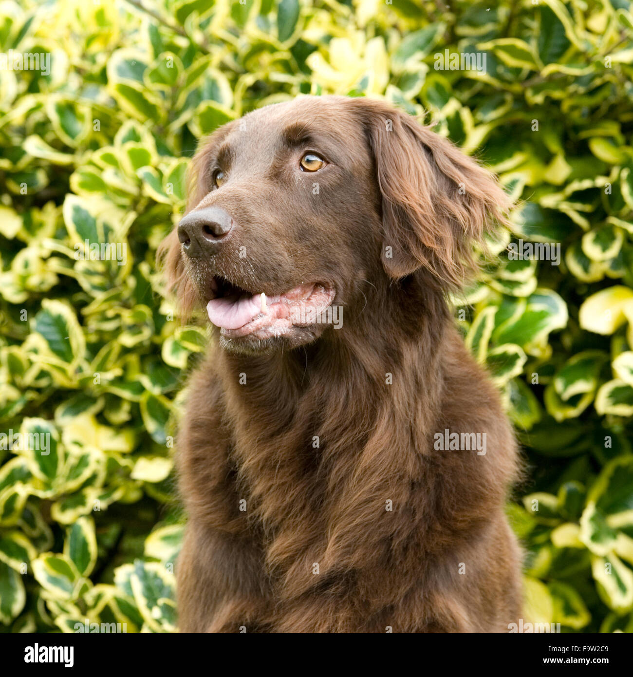 Liver Flat Coated Retriever Stockfotos und bilder Kaufen Alamy