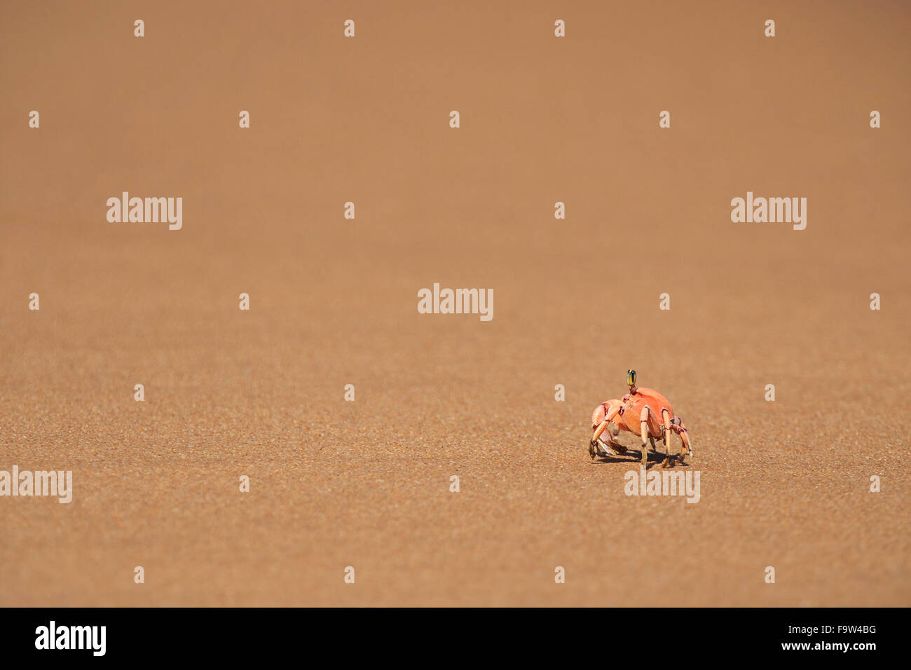 Ghost-Krabbe (Ocypode Quadrata) zu Fuß am Sandstrand von links nach rechts Zinkwazie Strand Südafrika Stockfoto