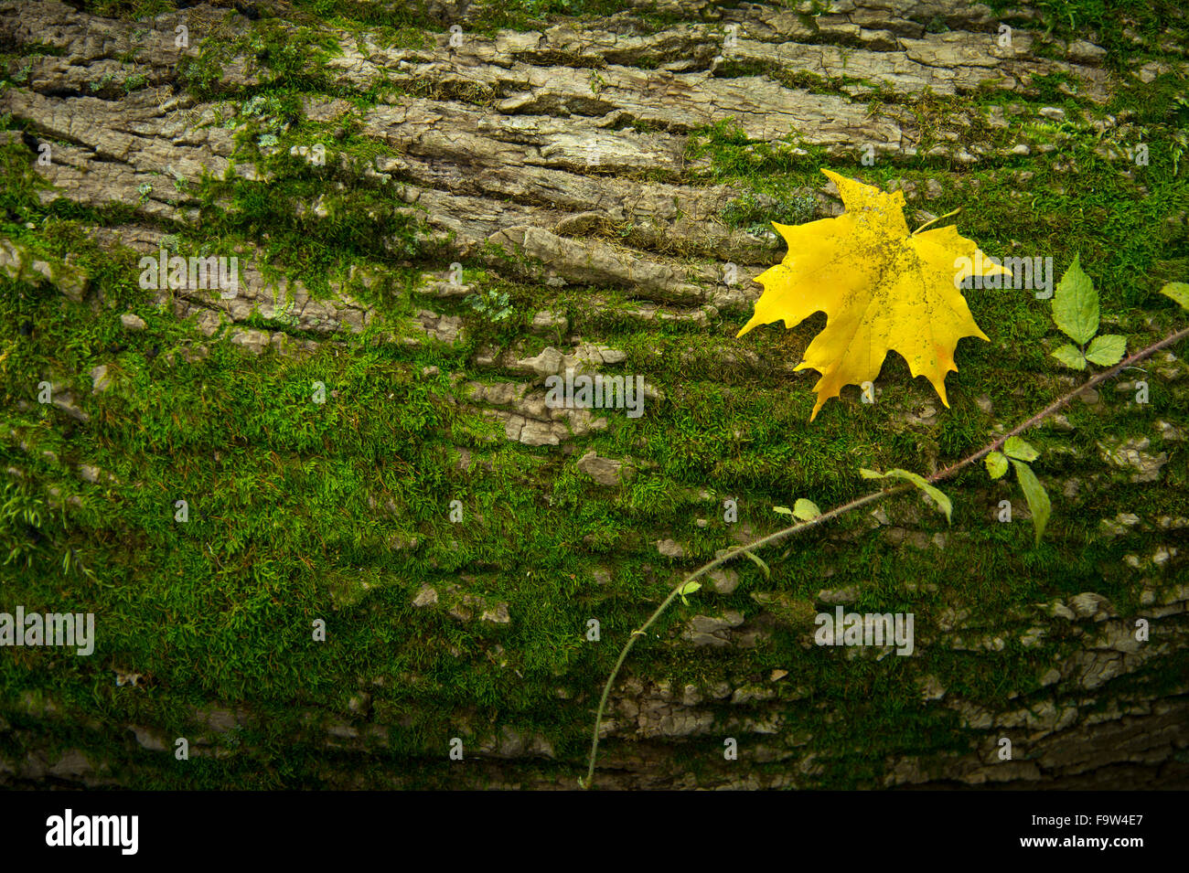 Gelbe Ahornblatt auf Moos bedeckt Log, Pennsylvania, USA Stockfoto