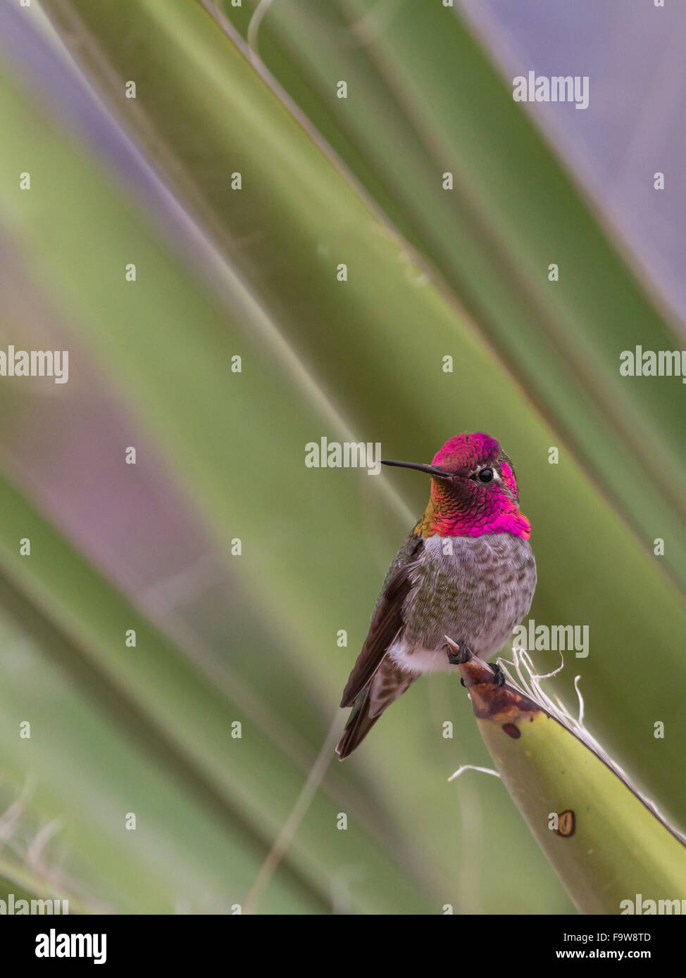 Eine helle männliche Anna Hummingbird, Calypte Anna, verteidigt sein Revier aus einer Yucca Wedel. Stockfoto