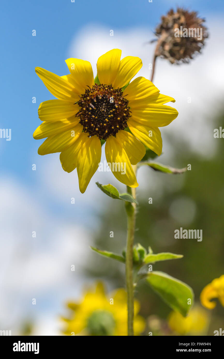 Eine blühende gewöhnliche Sonnenblume, Helianthus Annuus, vor blauem Himmel. Stockfoto
