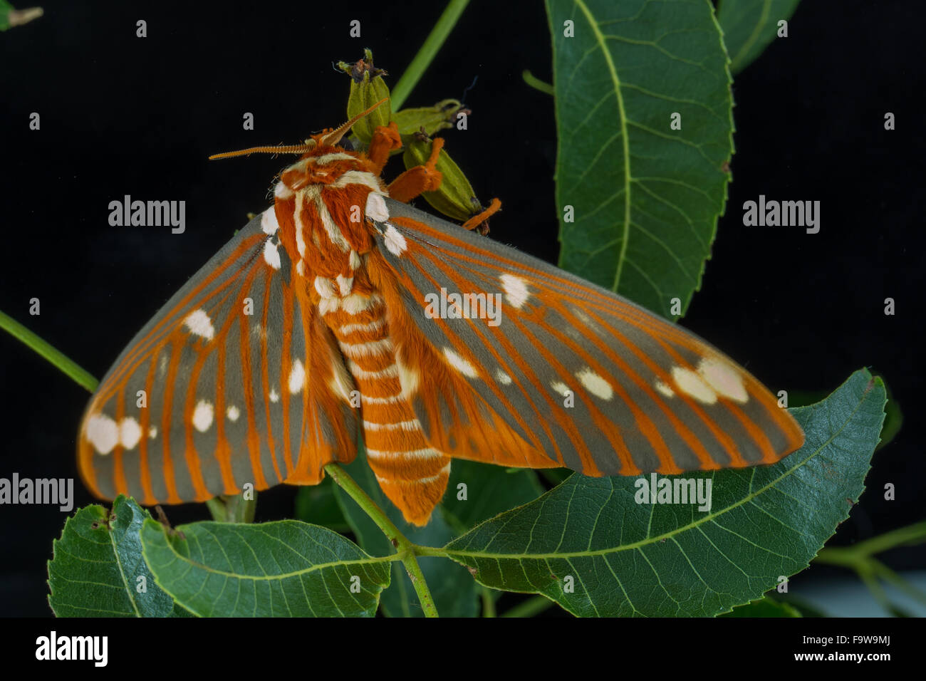 Eine frische Royal Walnuss Motte, Citheronia regalis Stockfoto