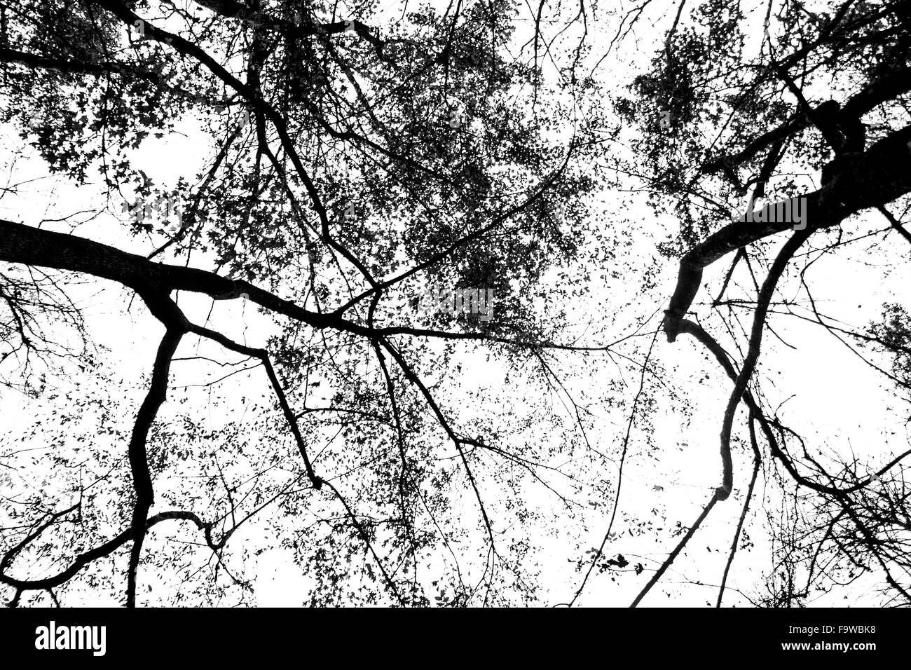 Die Adern der Natur Stockfoto