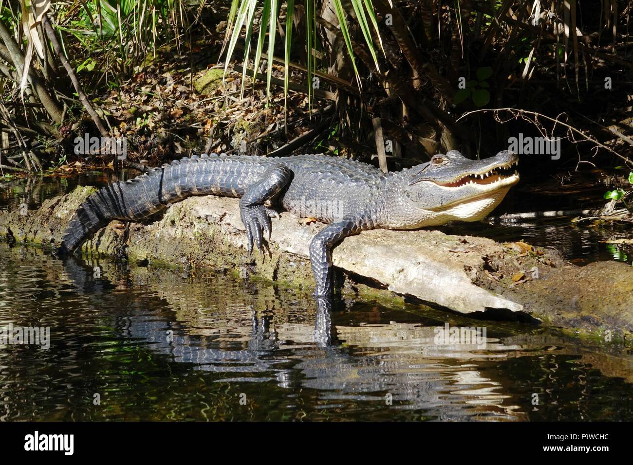 Alligator zum Entspannen in der Sonne auf einem Baumstamm Stockfoto