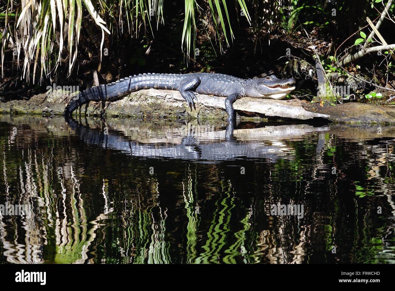 Alligator zum Entspannen in der Sonne auf einem Baumstamm Stockfoto