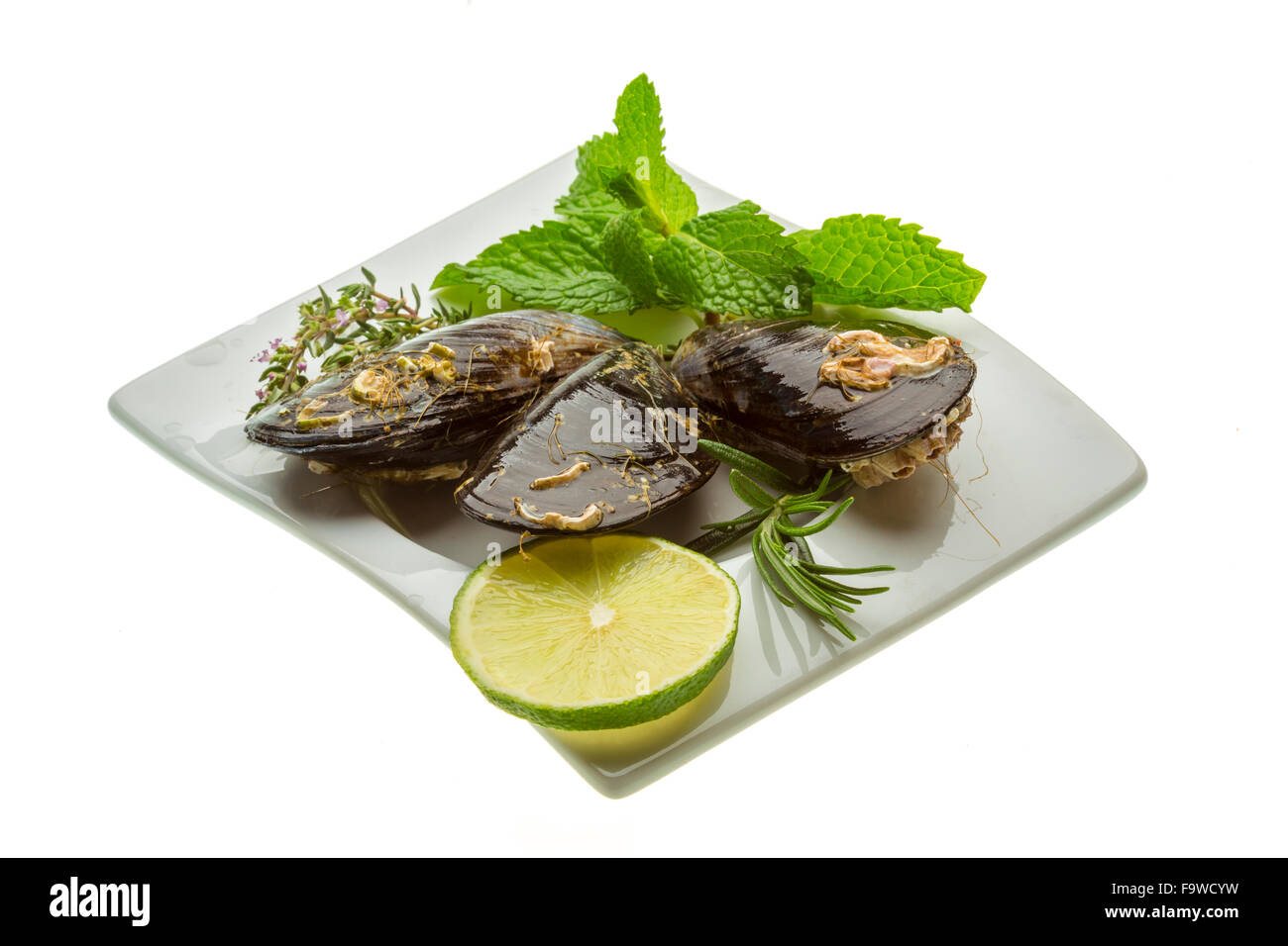 Wilde Muschel-Makro-Studio-Shooting Stockfoto