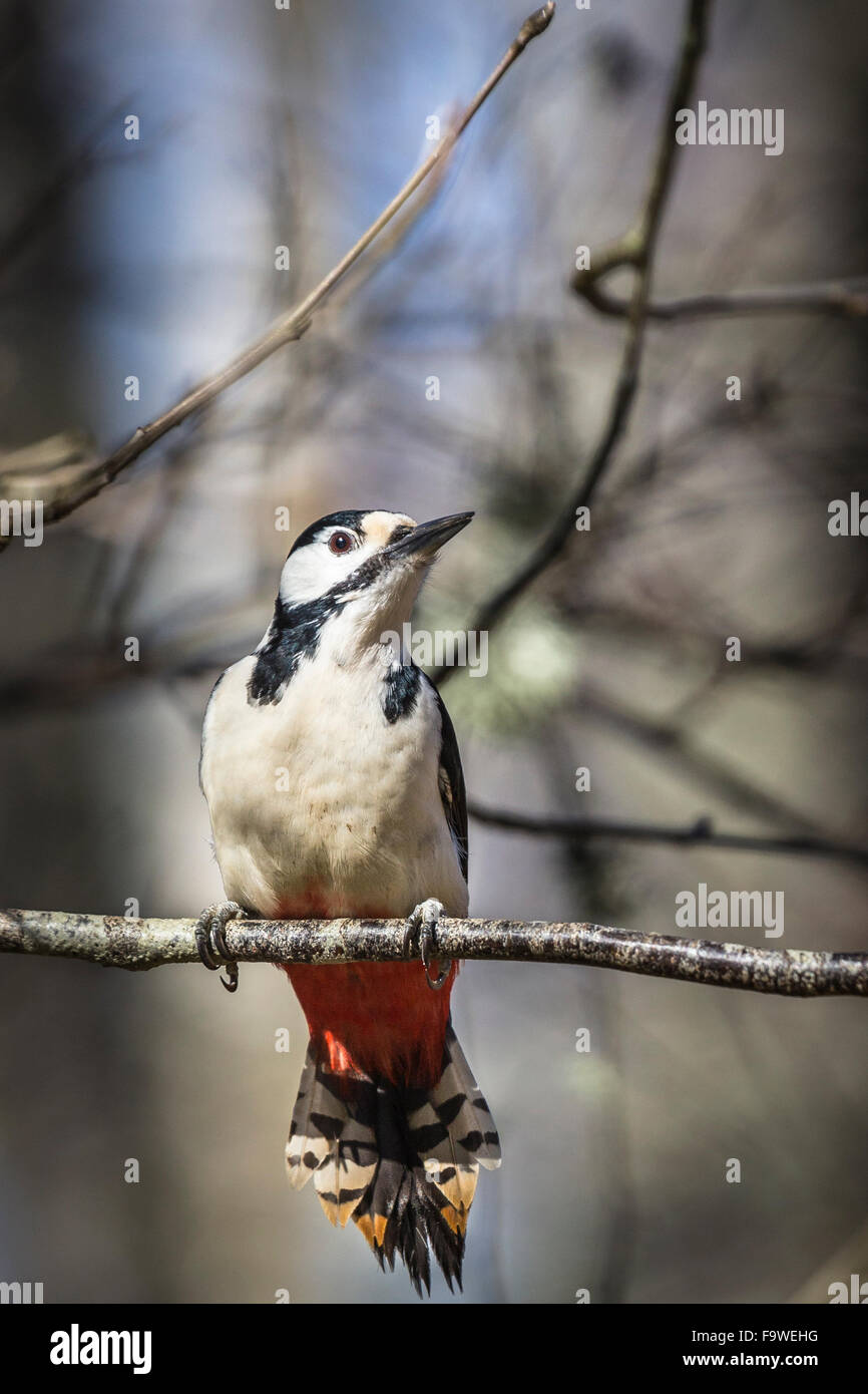 Größere gefleckte Specht (Dendrocopus großen) in Schottland. Stockfoto