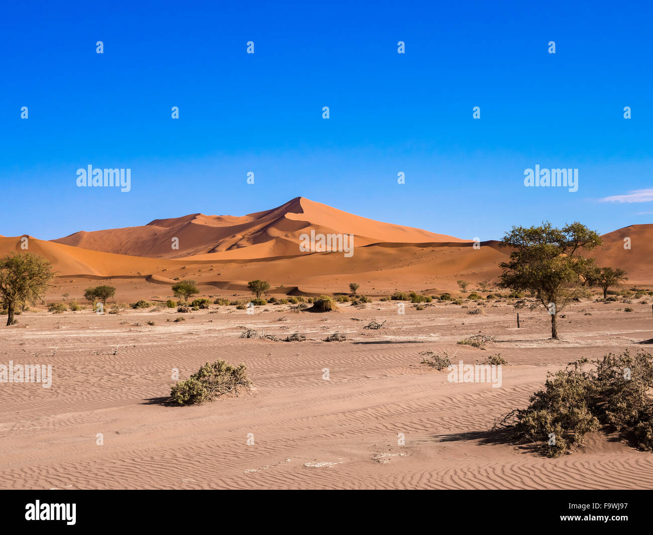 Namibia, Hardap-Naukluft-Park, Blick auf Dünen der Namib-Wüste mit Kamel Dornen im Vordergrund Stockfoto