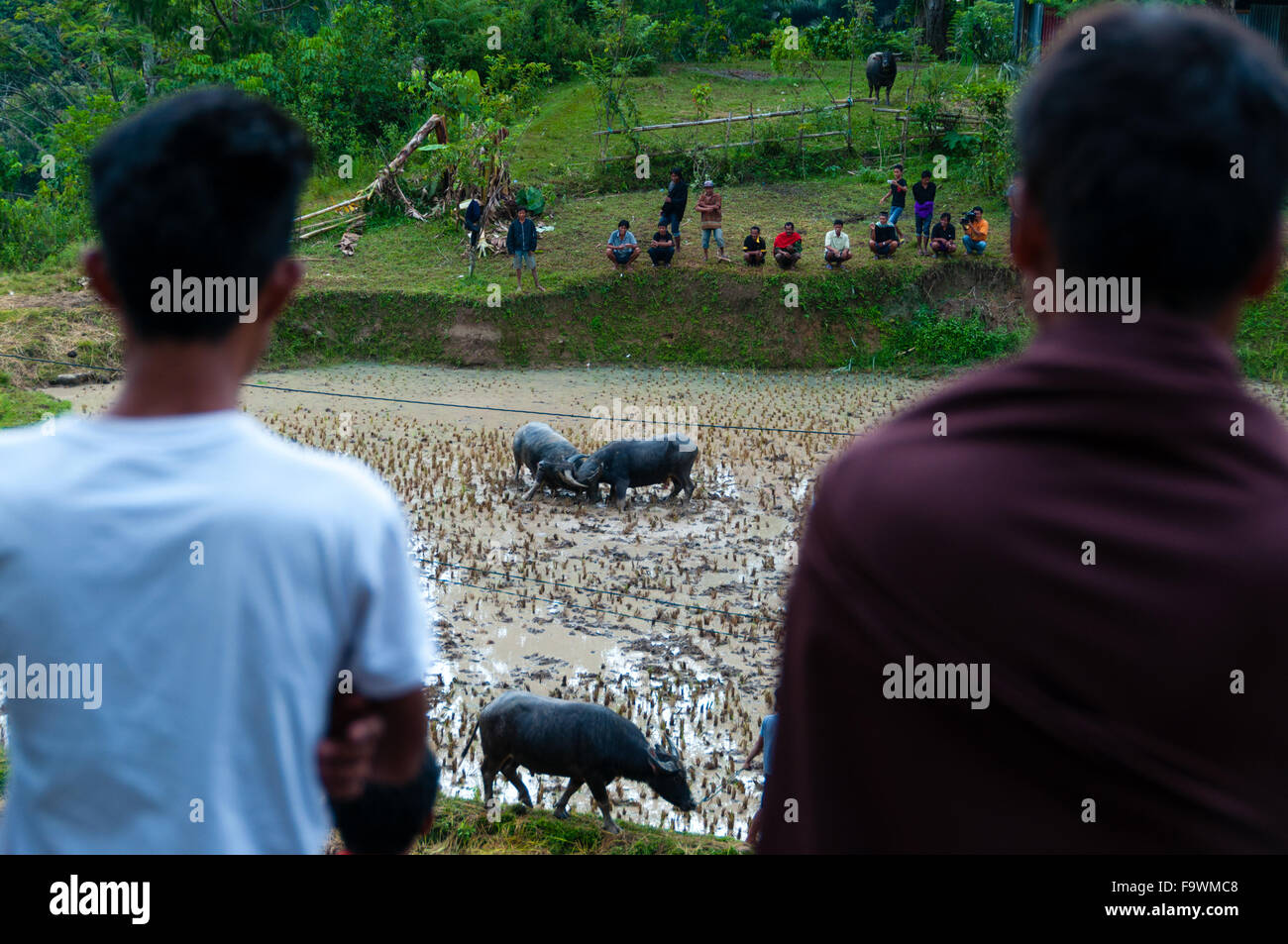 Zwei Personen von hinten beobachten zwei Büffel im Feld kämpfen Stockfoto