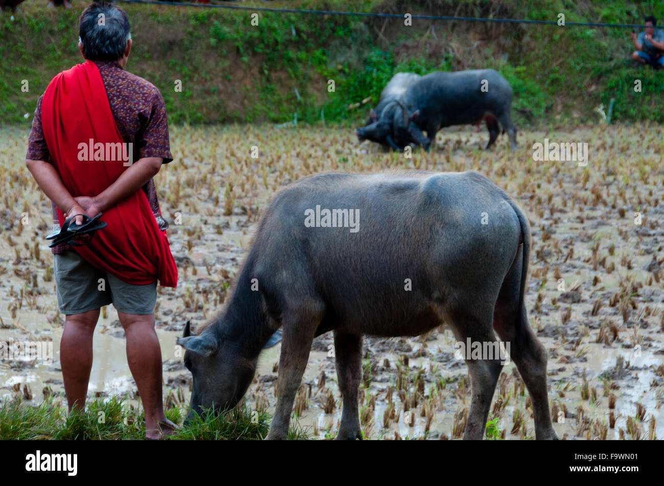 Mann mit einem Büffel beobachten die Carabao Büffel Kämpfe in den schlammigen Feld Stockfoto