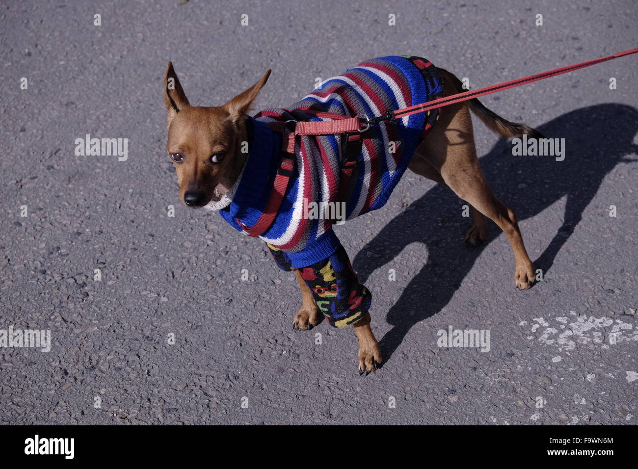 Chihuahua Hund in einem Strickpullover Stockfoto