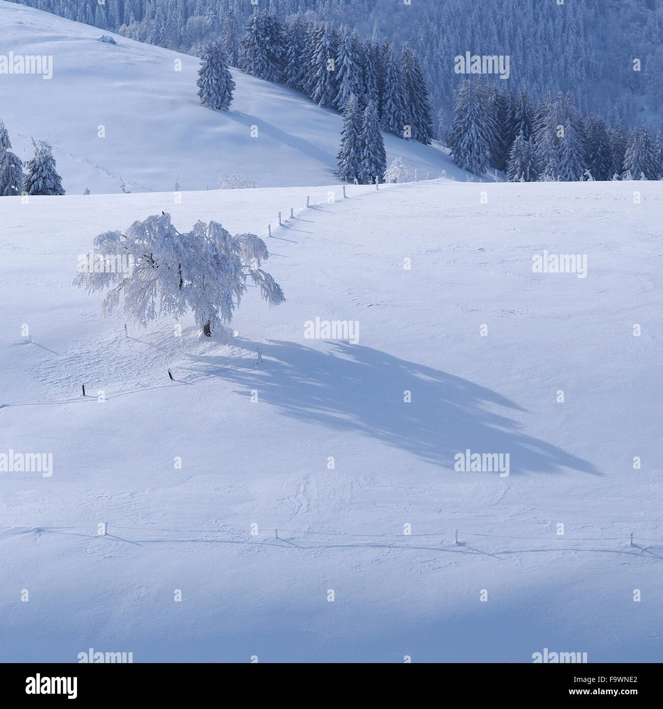 Deutschland, Schauinsland im Winter, windgepeitschten Baum Stockfoto