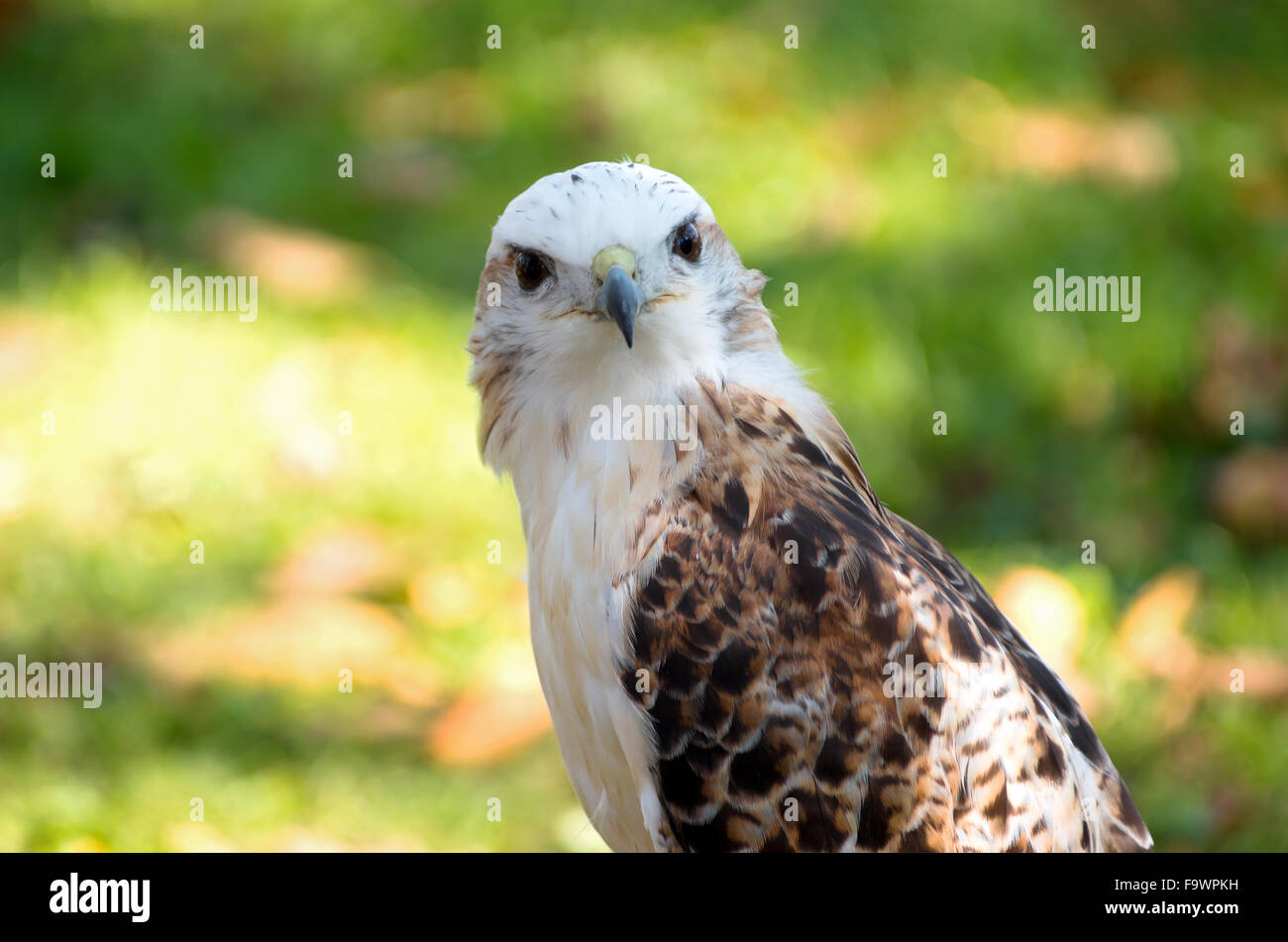 gesamte Gesicht Blick auf Kriders rot - angebundener Falke oder Buteo Jamaicensis Kriderii isoliert vor grünem Hintergrund Stockfoto