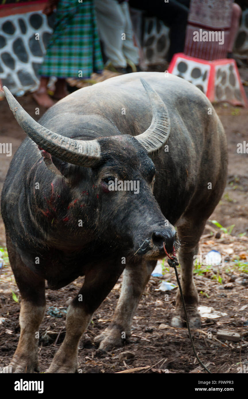 Narbige Büffel Carabao gebunden durch die Nase im Dorf von Tana Toraja Stockfoto