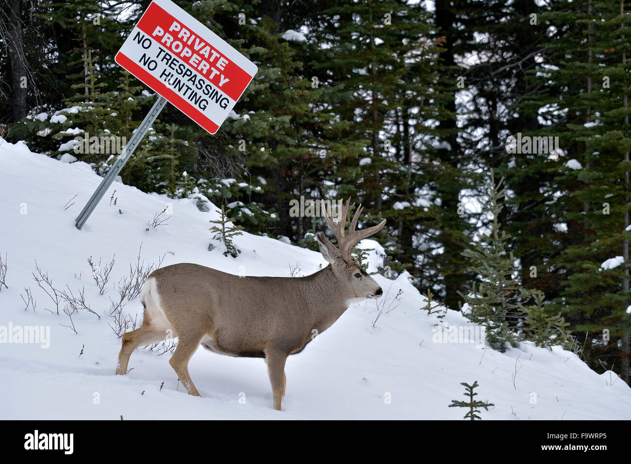 Eine Erwachsene Mule Deer Buck unter keine Jagd Zeichen in ländlichen Alberta Kanada Stockfoto