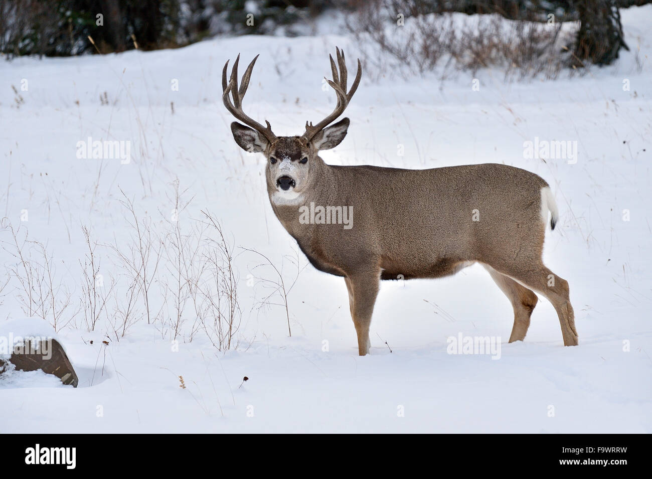 Ein Mule Deer buck Odocoileus Hemionus; stehend in den frischen Schnee in ländlichen Alberta, Kanada. Stockfoto