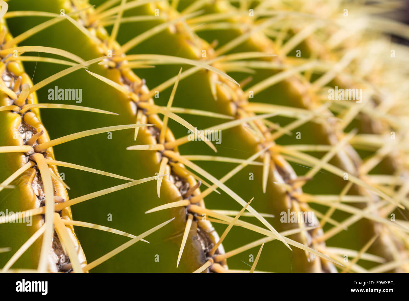 Kaktus Pflanze Closeup, Echinocactus Grusonii - Mutter in Laws Kissen Stockfoto