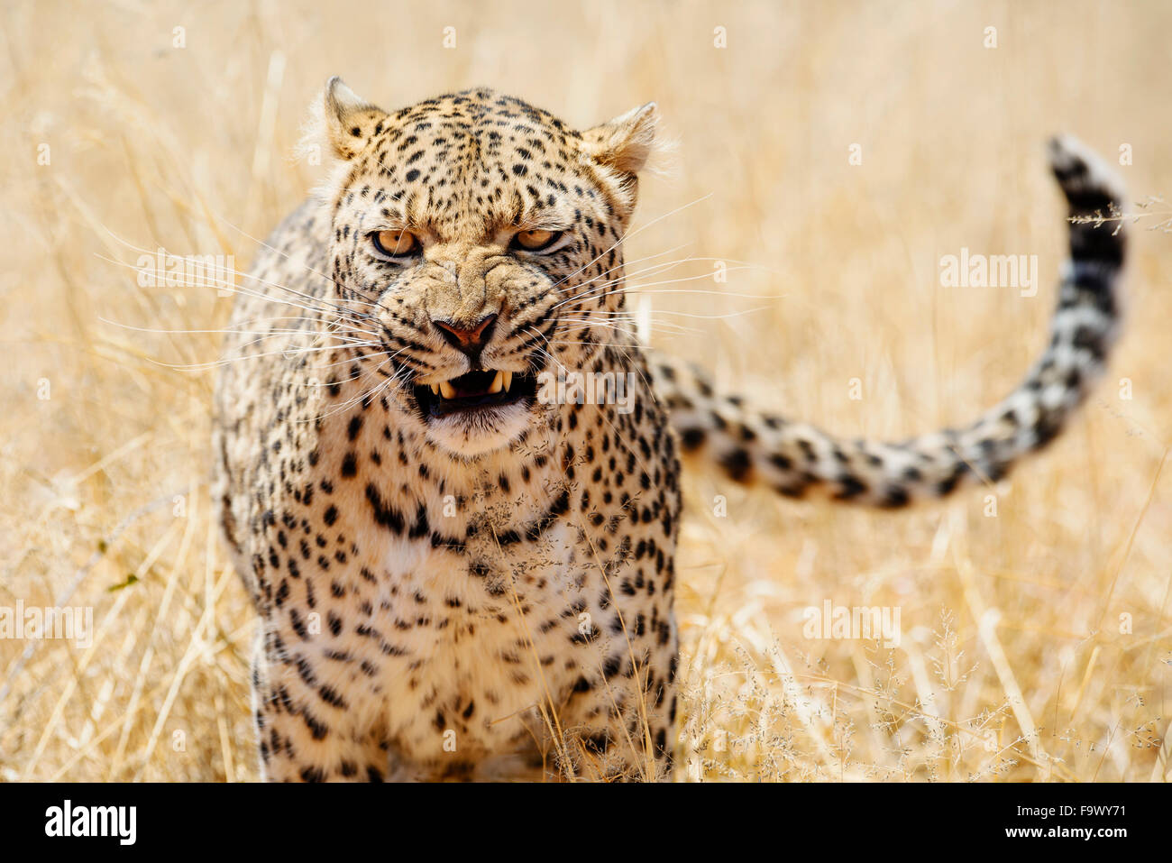 Leopard with aggressive expression -Fotos und -Bildmaterial in hoher ...