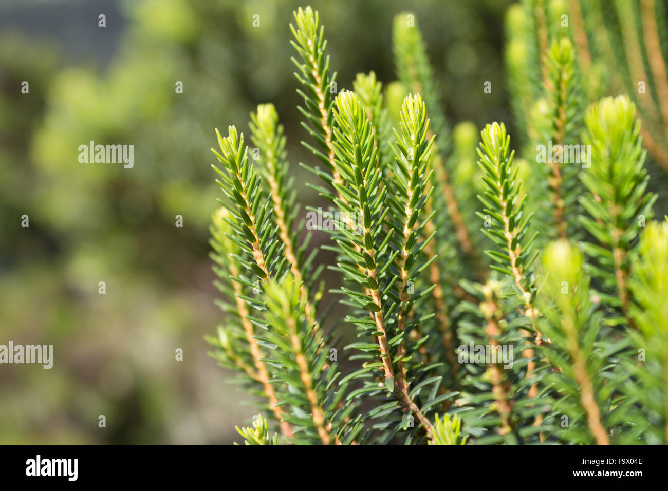 Nadelwald Baum Closeup / Nadelbaum Baum Makro - Waldlandschaft Stockfoto