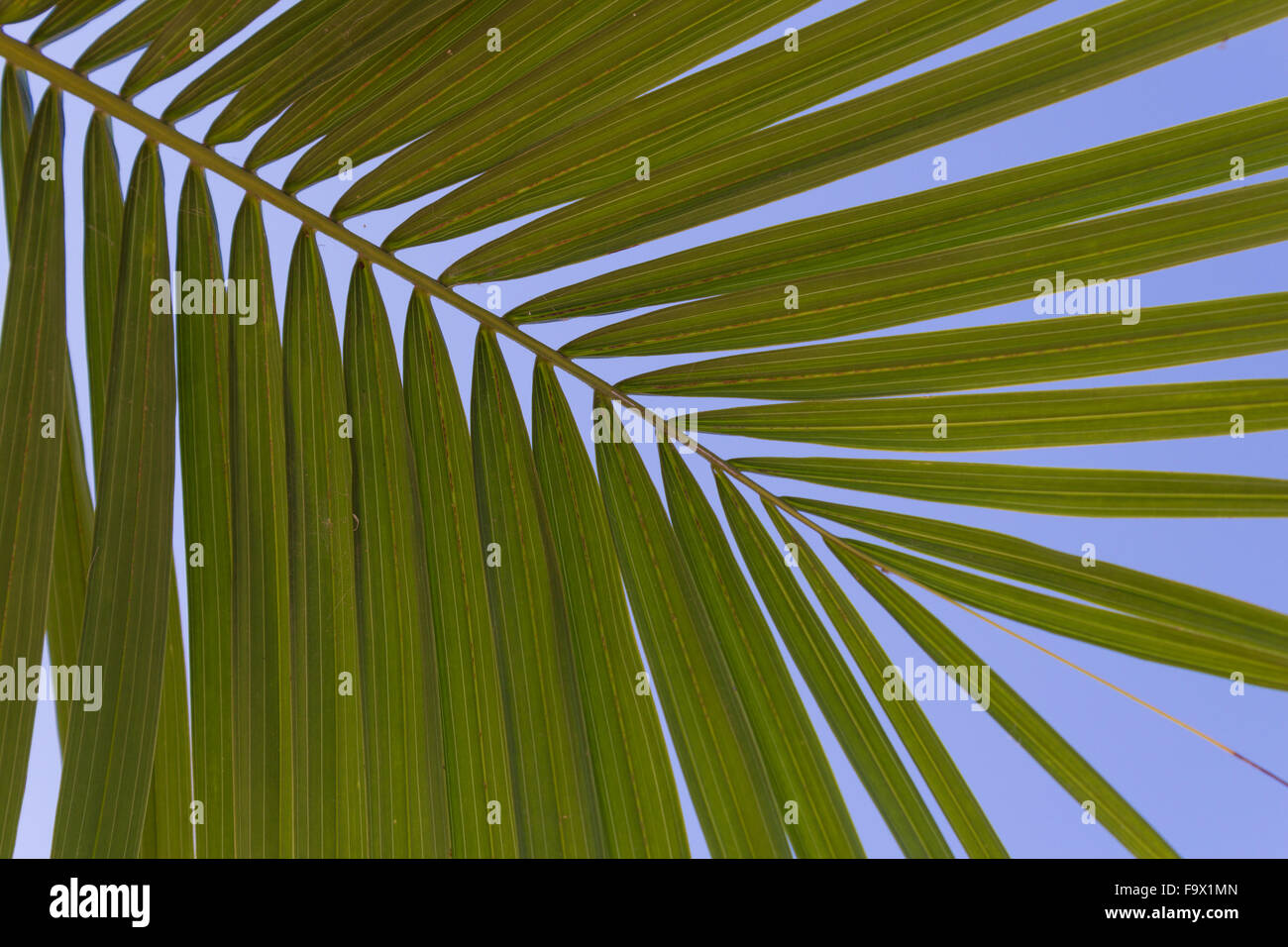 Palm-Baum Blatt Detail am blauen Himmel Stockfoto