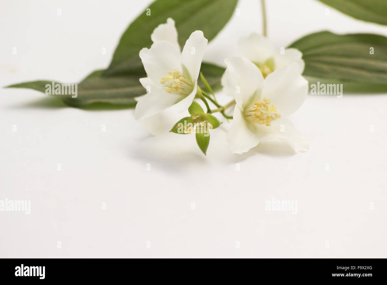 Philadelphus Lewisii (Lewis' Mock-Orange) Blumen auf weißem Hintergrund Stockfoto