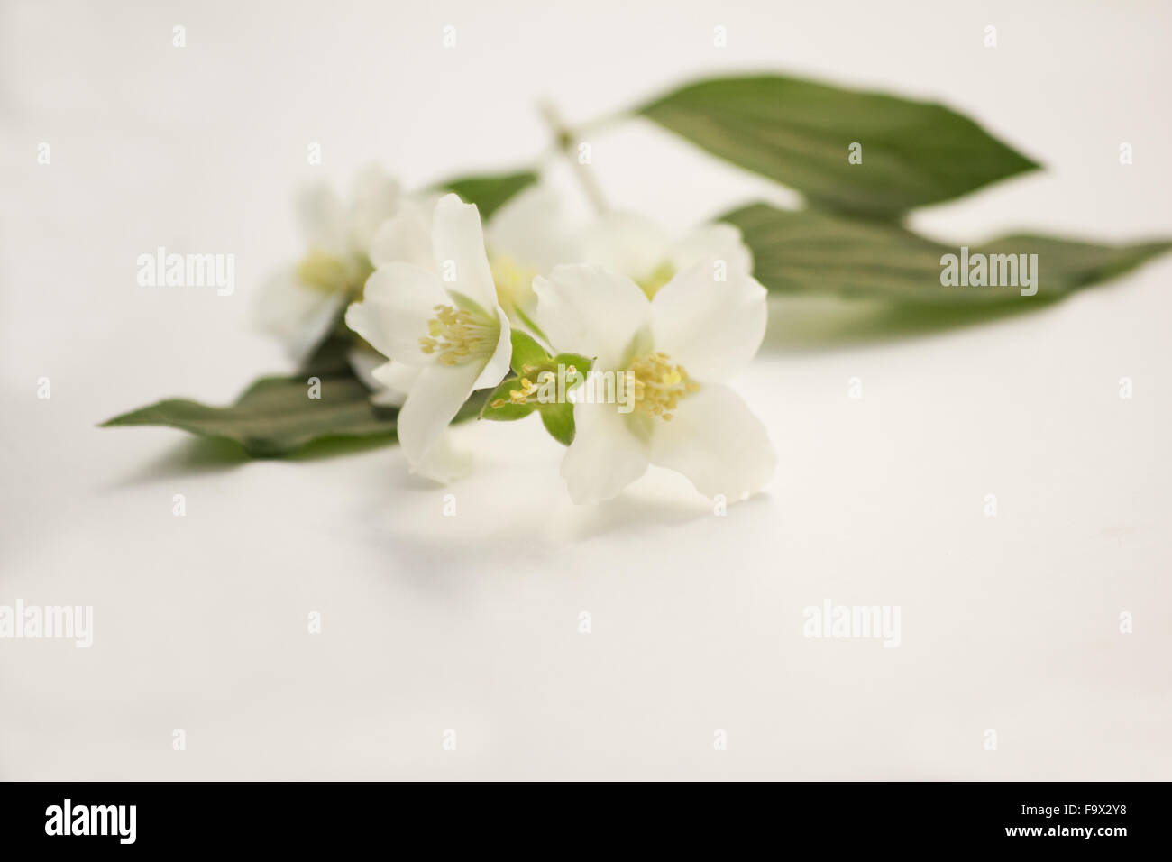 Philadelphus Lewisii (Lewis' Mock-Orange) Blumen auf weißem Hintergrund Stockfoto