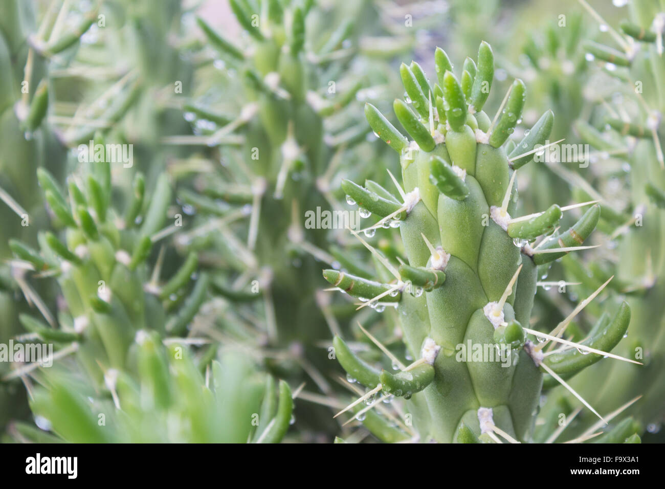 Sukkulente / Kaktus Nahaufnahme-Natur Hintergrund Stockfoto