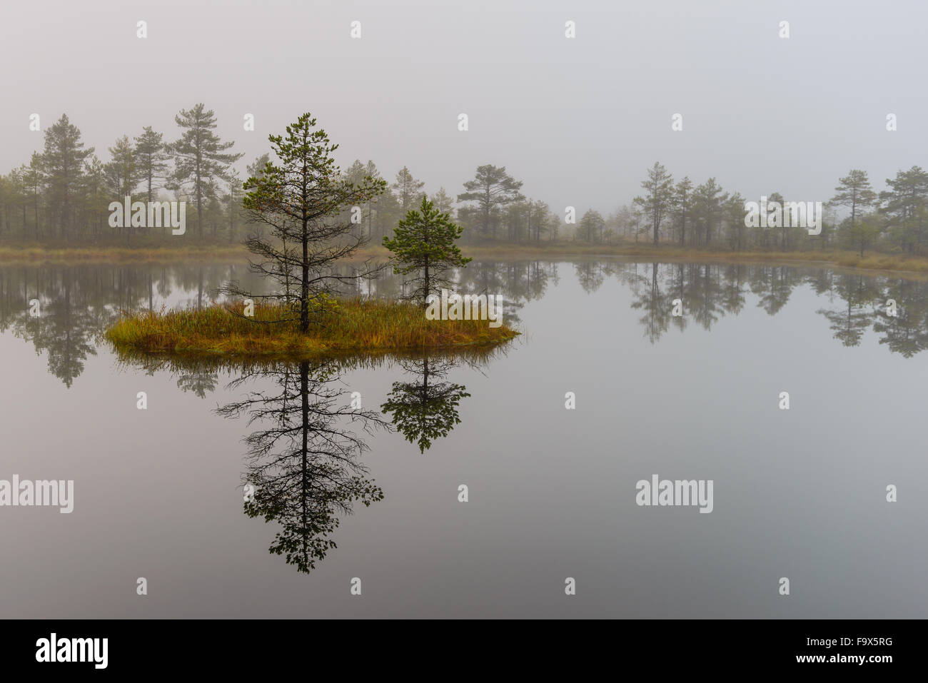 Põhja-Walddorf Natur Reservat Kõnnu Suursoo oder Suru Moor in Estland. Kleine Insel Vithbog Kiefern im Moor See. Stockfoto