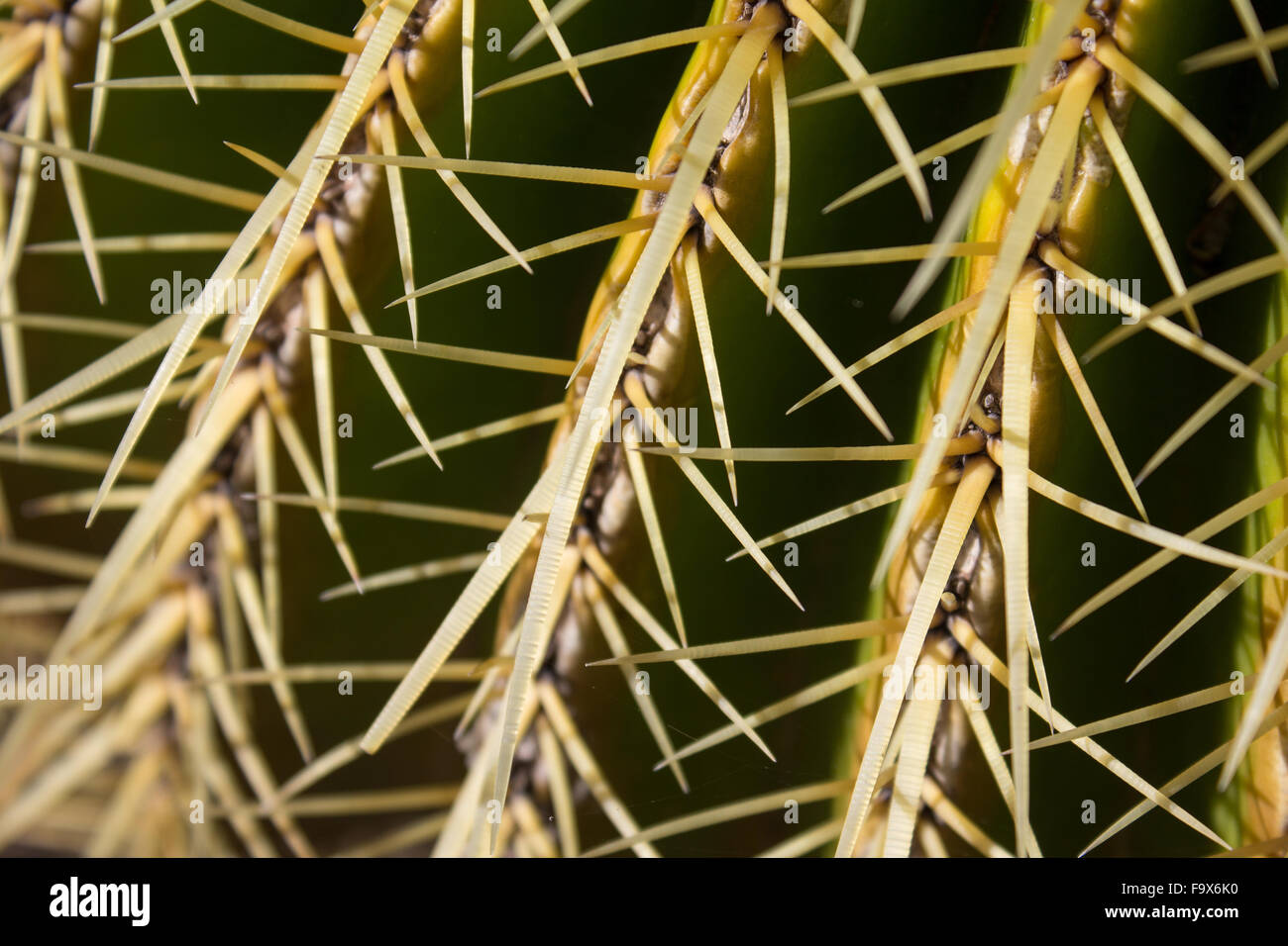 Kaktus Pflanze Closeup, Echinocactus Grusonii - Mutter in Laws Kissen Stockfoto
