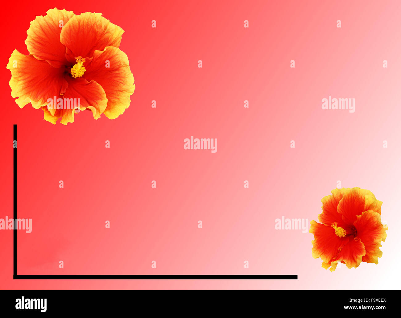 Hibiskus auf einem orangefarbenen Hintergrund Stockfoto