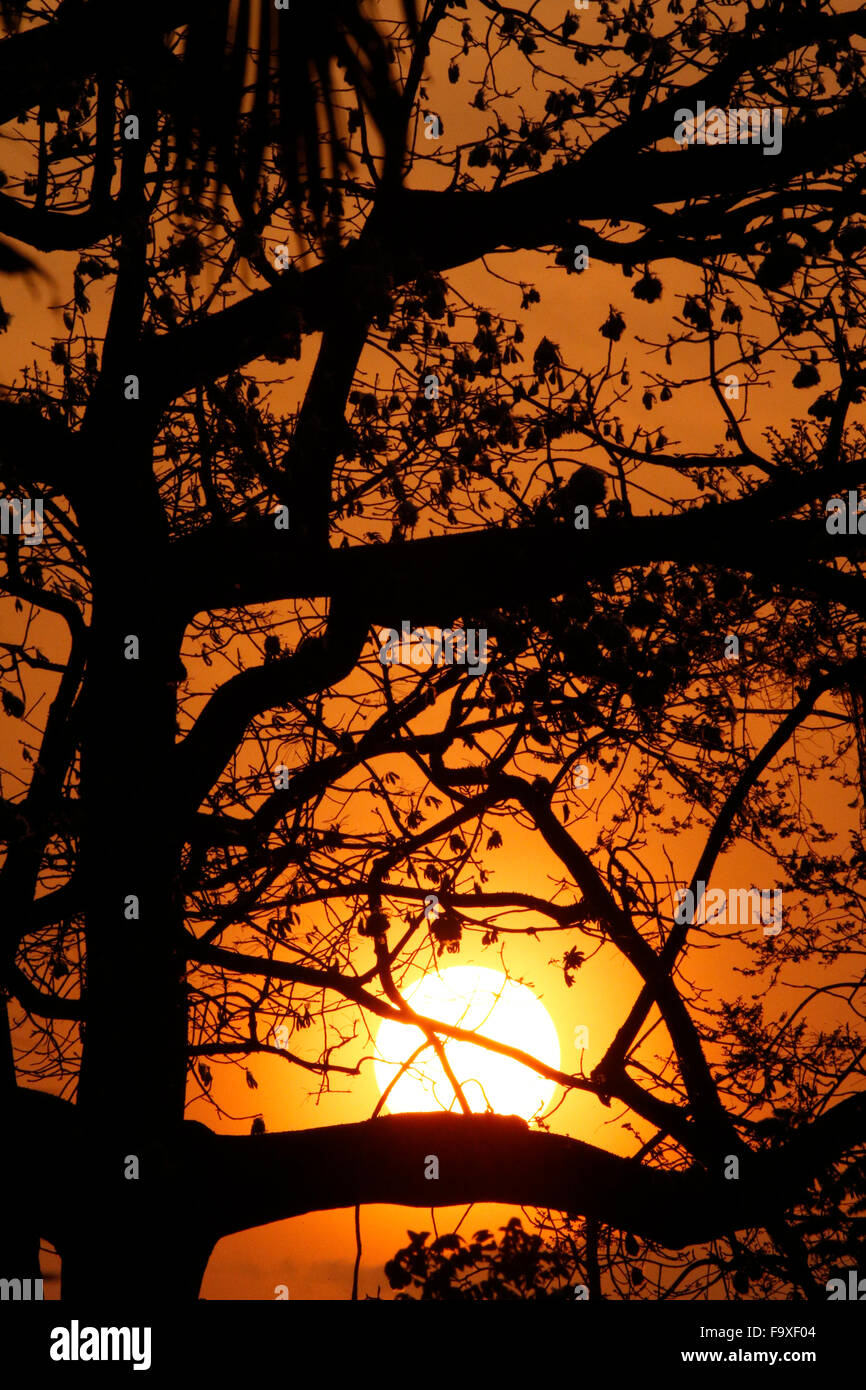 Togo. Baum bei Sonnenuntergang. Stockfoto
