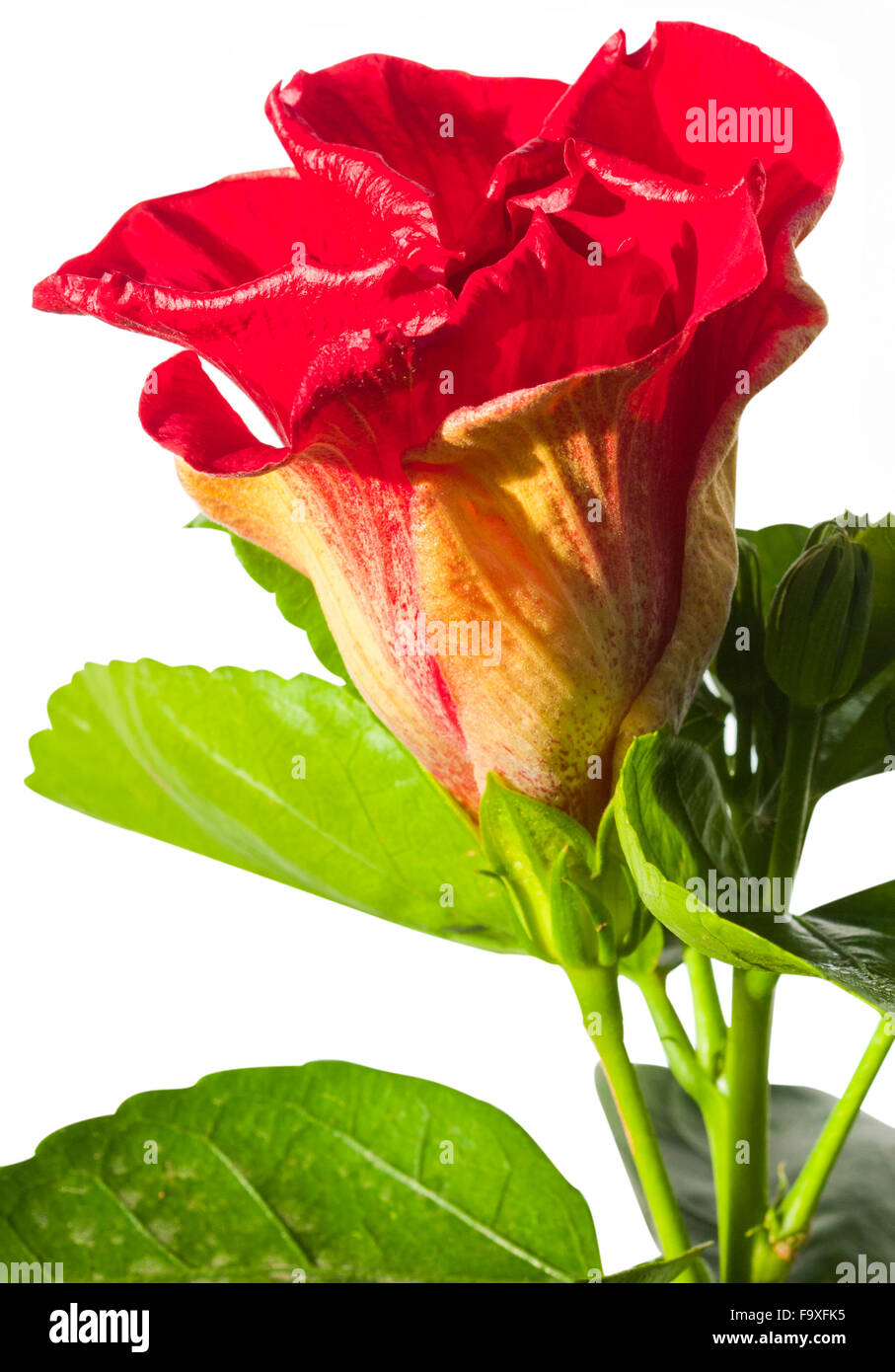 einzelne Hibiskusblüte Spanish Lady auf weißem Hintergrund Stockfoto