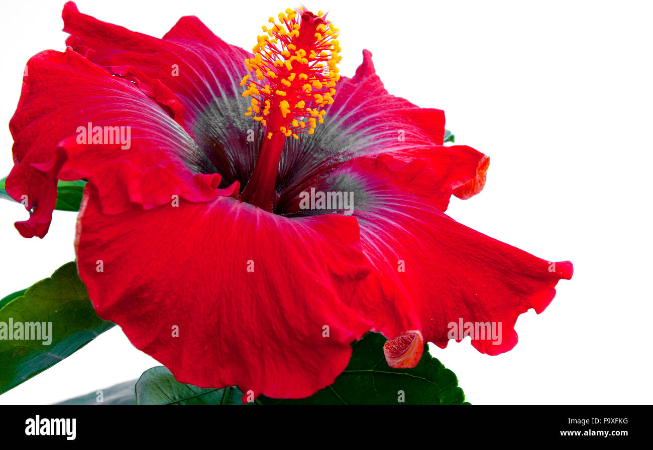 Spanish Lady Hibiskus-Blume in voller Blüte Stockfoto