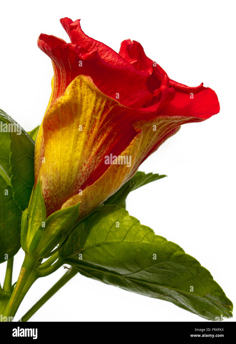 einzelne Hibiskusblüte genannt Spanierin Stockfoto
