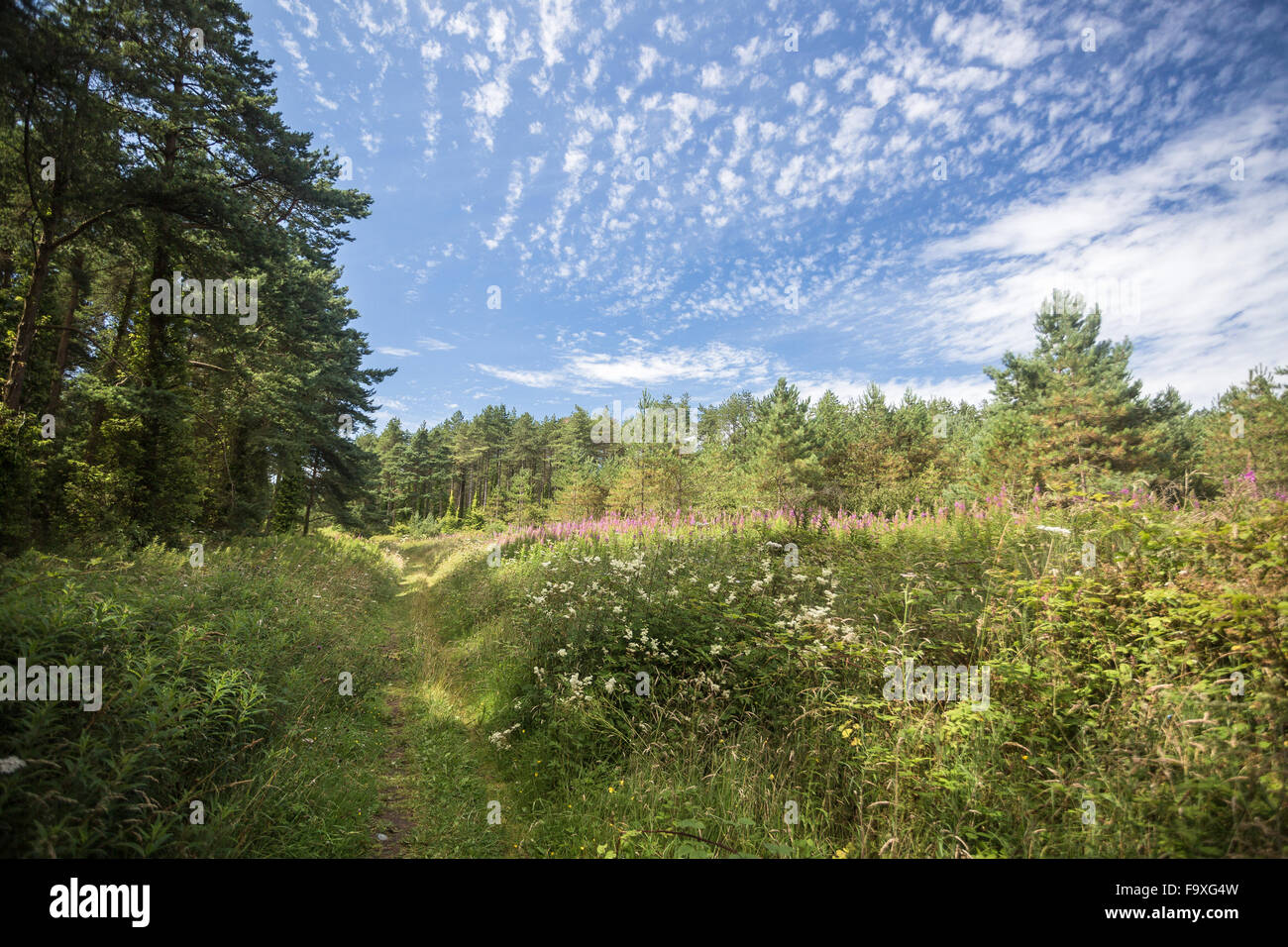 Immergrüne Bäume im Newborough Wald, Anglesey, North Wales, blauer Himmel, Sommer Stockfoto