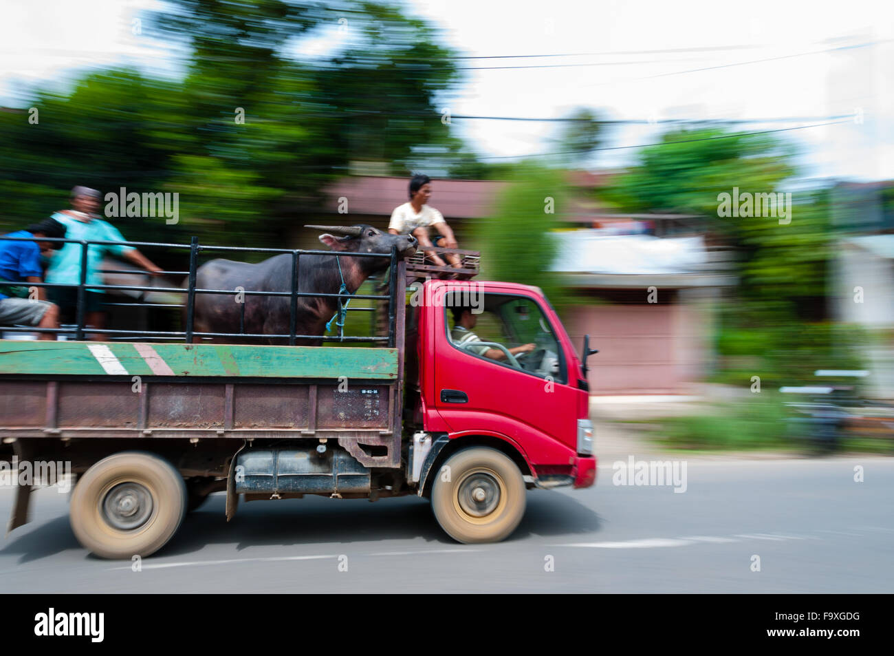 Büffel auf einem Pick-up in Bewegung entlang der Straße fahren Stockfoto