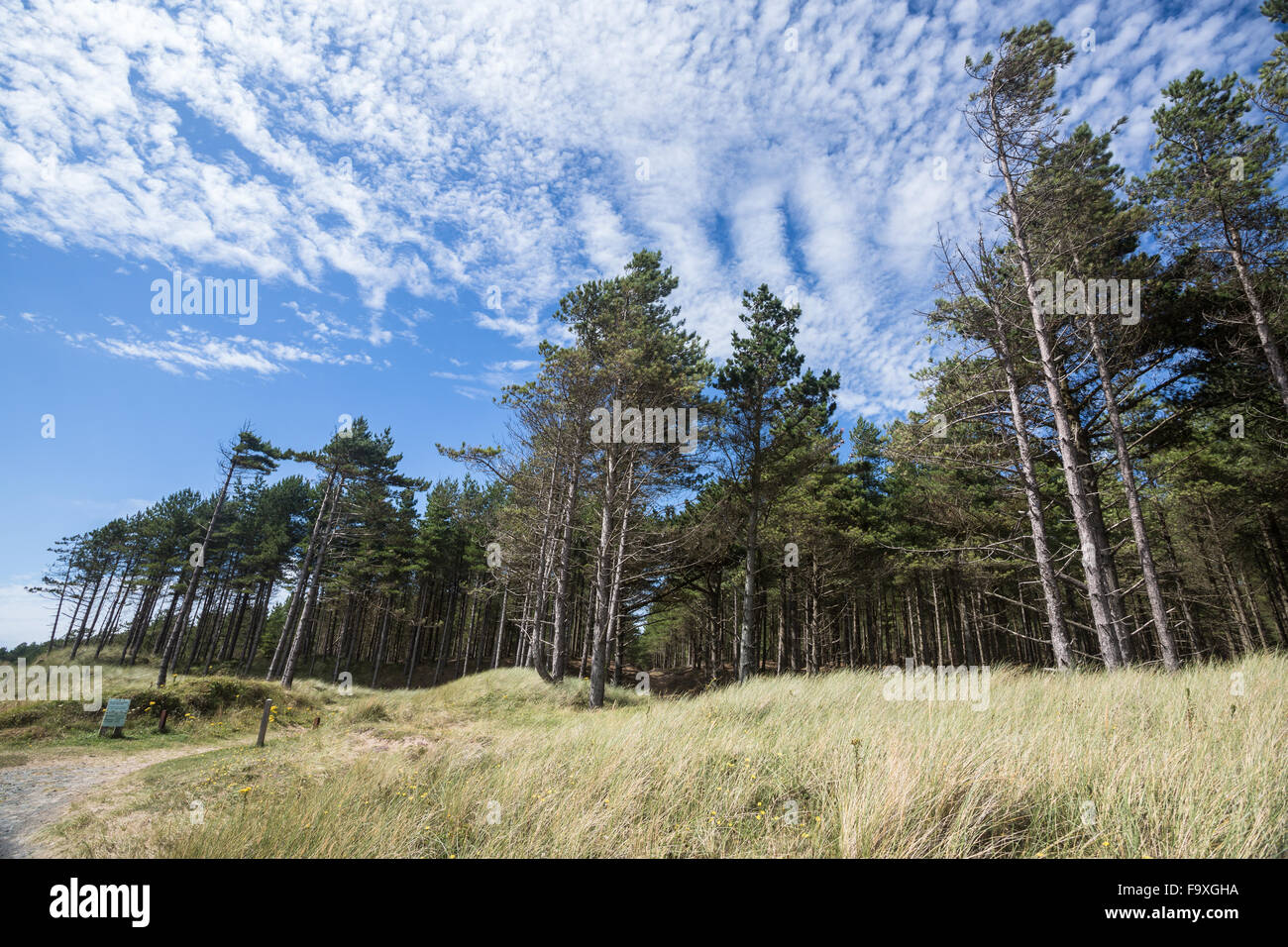 Immergrüne Bäume im Newborough Wald, Anglesey, North Wales, blauer Himmel, Sommer Stockfoto