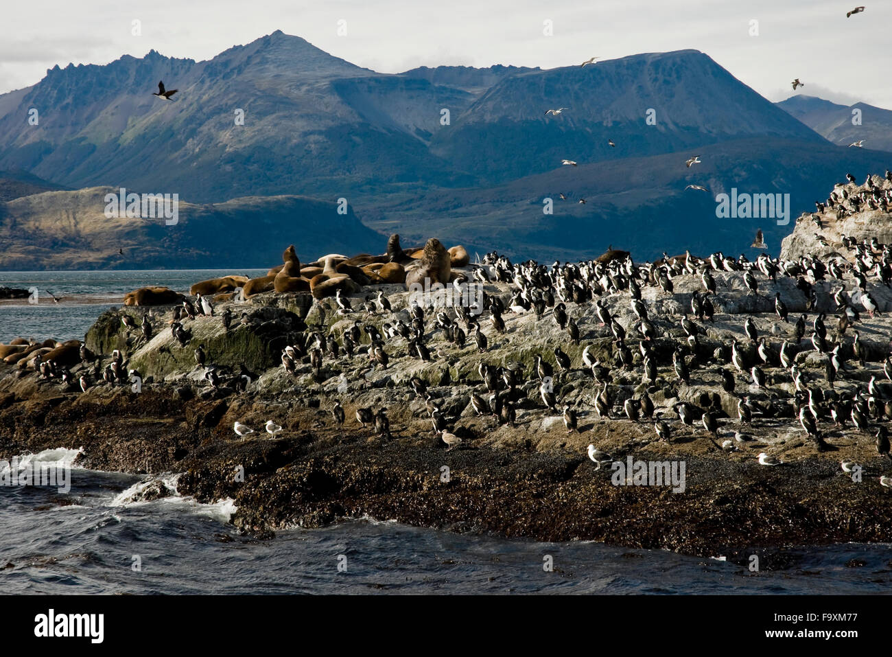 Seelöwen und Kormorane auf der Insel im Beagle-Kanal, Ushuaia, Tierra del Fuego, Patagonien, Argentinien, Südamerika König Stockfoto