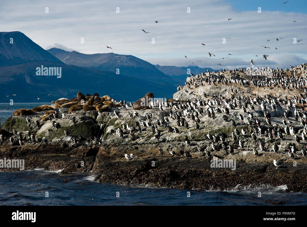 Seelöwen und Kormorane auf der Insel im Beagle-Kanal, Ushuaia, Tierra del Fuego, Patagonien, Argentinien, Südamerika König Stockfoto