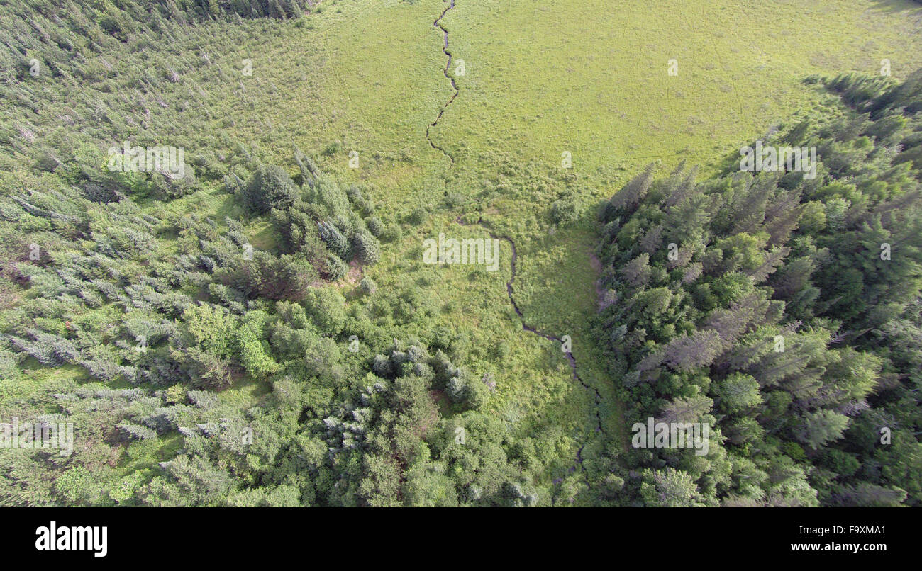Aus der Luft ein Wald öffnet sich betrachtet in einem flachen Segge Wiese Feuchtgebiet mit einem kleinen Bach durchzogen. Stockfoto