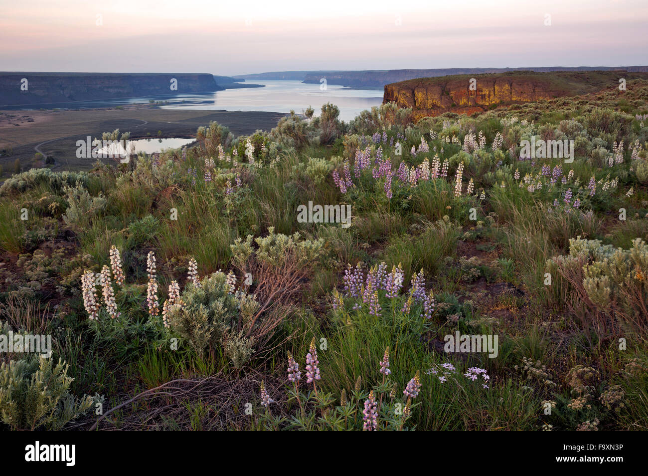 Lupine Blüte auf den Nordgipfel der Steamboat Rock befindet sich in Steamboat Rock State Park am Ufer des Sees von Banken. Stockfoto