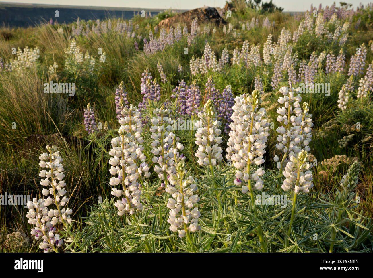 WASHINGTON - Lupinen blühen auf den Nordgipfel der Steamboat Rock im Steamboat Rock State Park im oberen Grand Coulee. Stockfoto