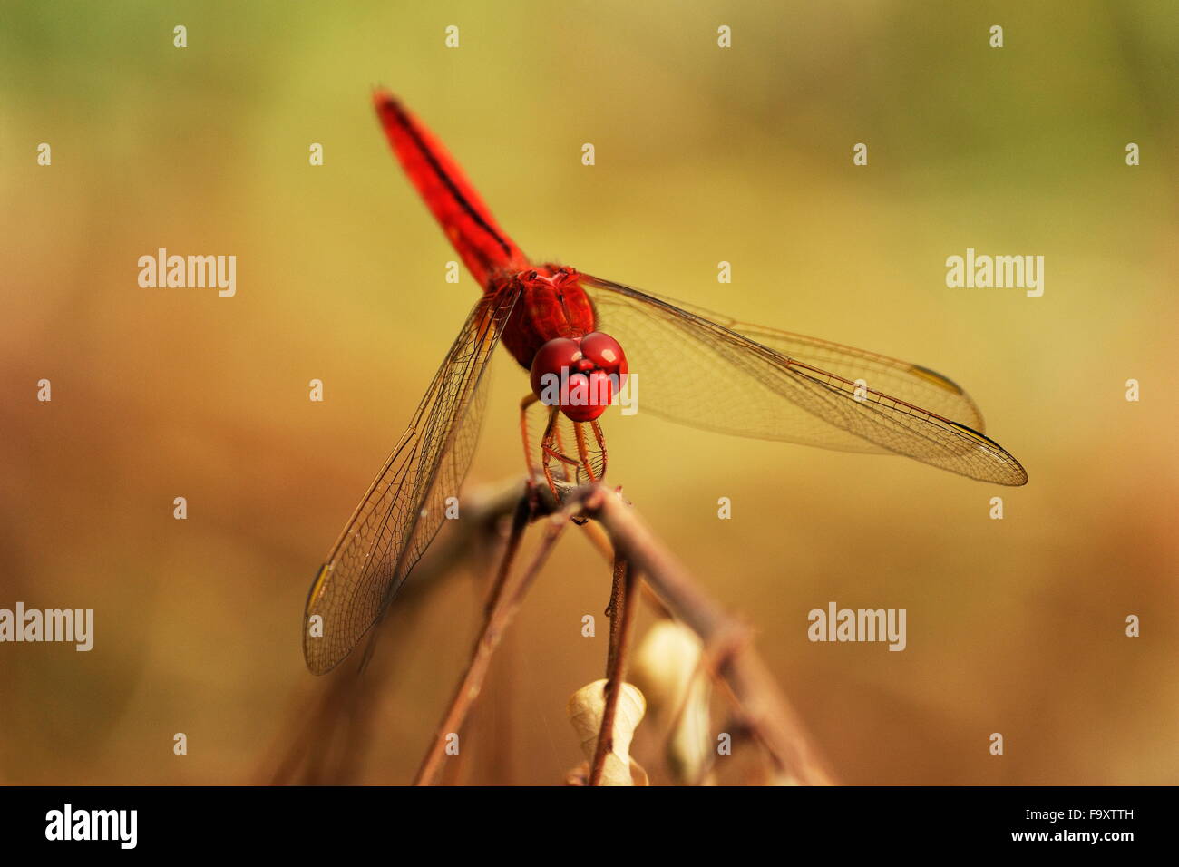 Libelle hautnah die wunderschöne rote Tierchen Stockfoto
