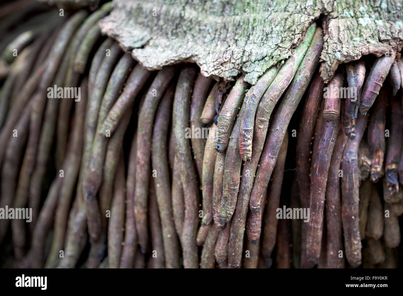 Detail der Wurzeln einer Palme mit einem faserigen Wurzelsystem, Brasilien Stockfoto
