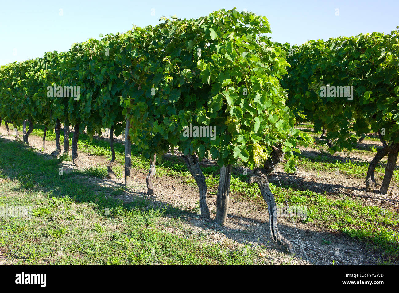 Weinberge von Cognac Trauben, Arthenac, Poitou-Charentes, Frankreich Stockfoto