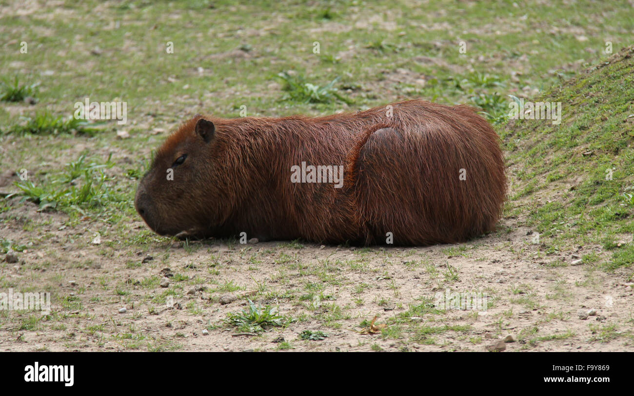 Ein entspannter südamerikanischen Capybara Nagetier Tier. Stockfoto